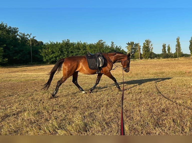 Furioso Wallach 7 Jahre 166 cm Brauner in B&#xE1;csalm&#xE1;s