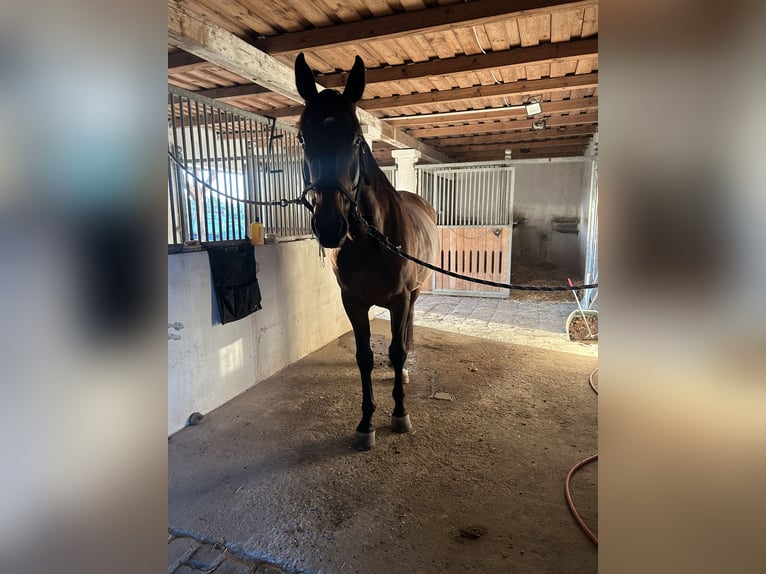 Furioso Wallach 7 Jahre 166 cm Brauner in B&#xE1;csalm&#xE1;s