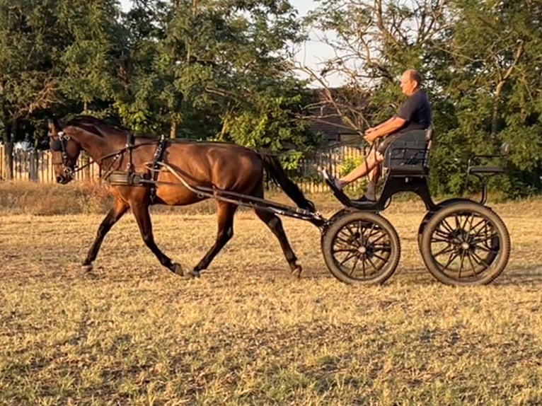 Furioso Wallach 7 Jahre 166 cm Brauner in B&#xE1;csalm&#xE1;s