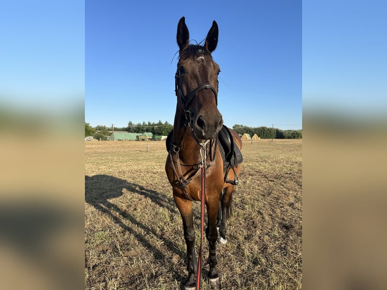 Furioso Wallach 7 Jahre 166 cm Brauner in B&#xE1;csalm&#xE1;s