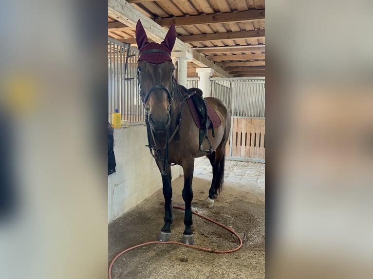 Furioso Wallach 7 Jahre 166 cm Brauner in B&#xE1;csalm&#xE1;s