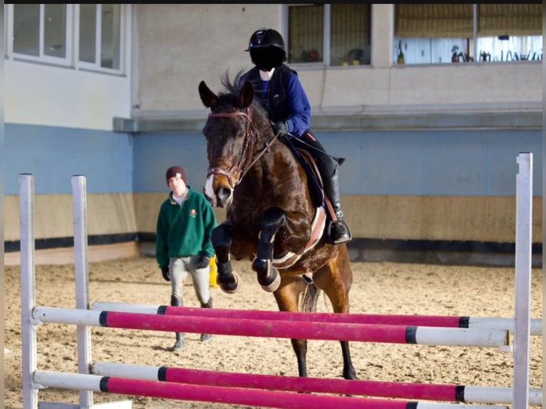 Furioso Wallach 9 Jahre 162 cm Rappe in Filderstadt
