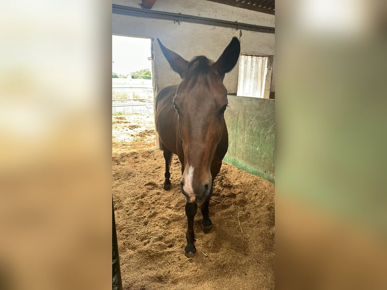 Furioso Wallach 9 Jahre 162 cm Rappe in Filderstadt