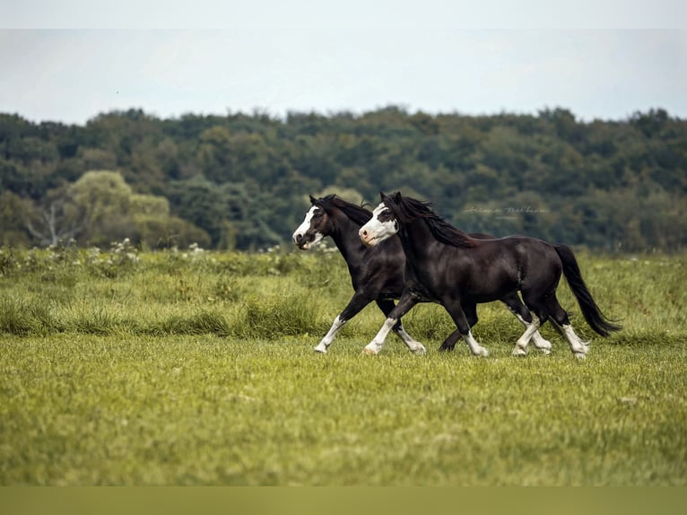 Galés-A Caballo castrado 10 años 112 cm Negro in Krefeld