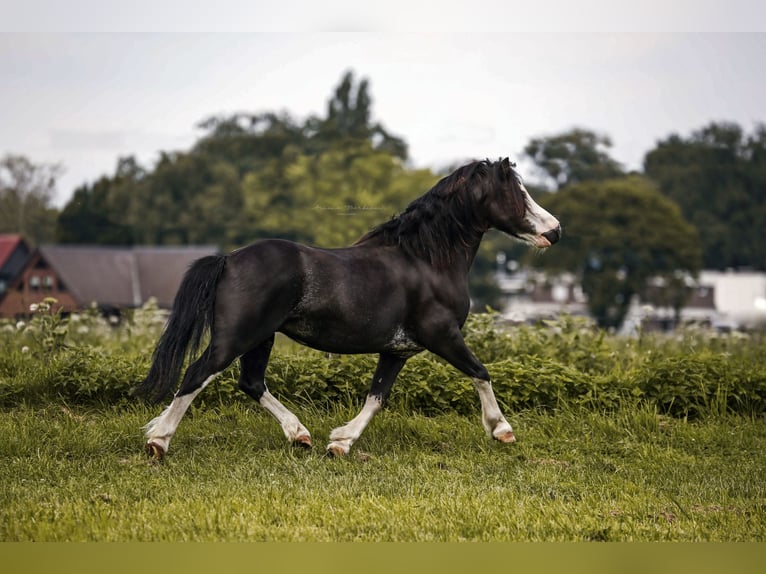 Galés-A Caballo castrado 10 años 112 cm Negro in Krefeld