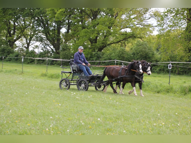 Galés-A Caballo castrado 10 años 112 cm Negro in Krefeld