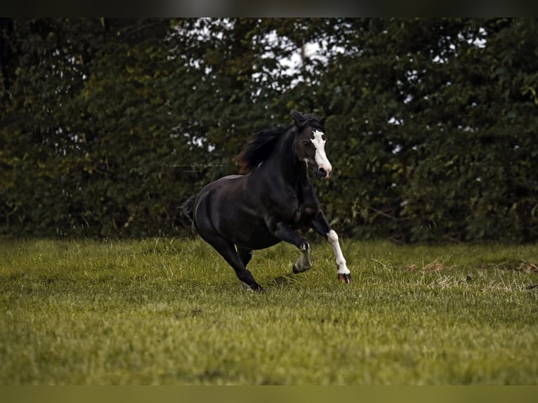 Galés-A Caballo castrado 10 años 112 cm Negro in Krefeld