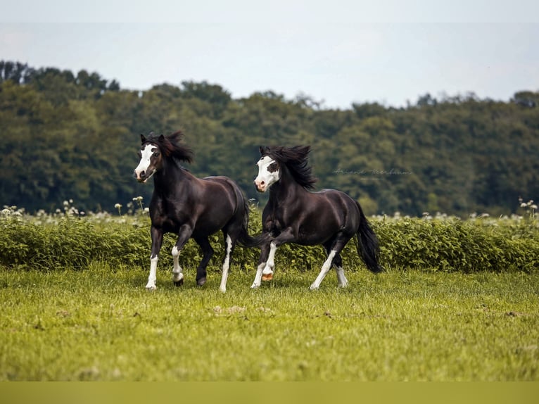 Galés-A Caballo castrado 10 años 112 cm Negro in Krefeld