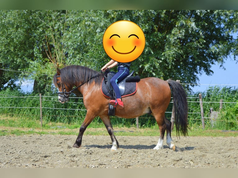 Galés-A Caballo castrado 10 años 116 cm Castaño in Steenbergen