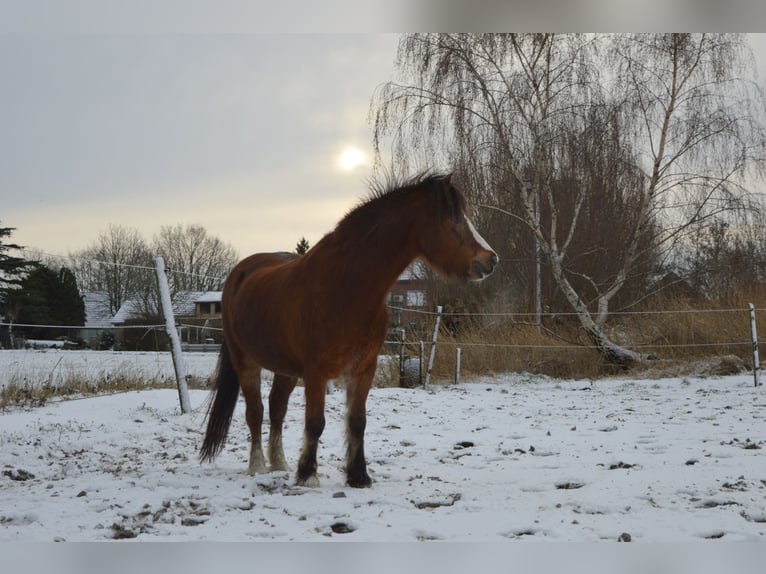 Galés-A Caballo castrado 10 años 116 cm Castaño in Steenbergen