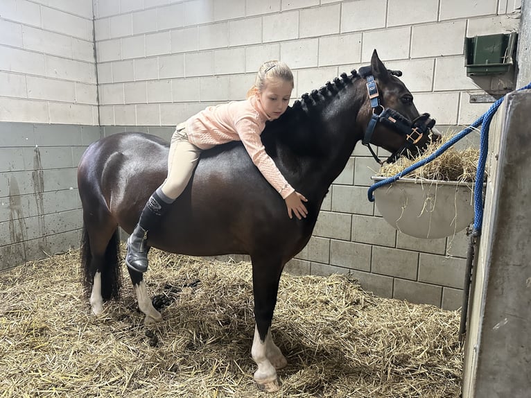 Galés-A Caballo castrado 10 años 116 cm Castaño in Heythuysen