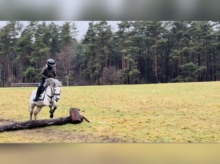 Galés-A Caballo castrado 10 años 119 cm Tordo in Hanstedt