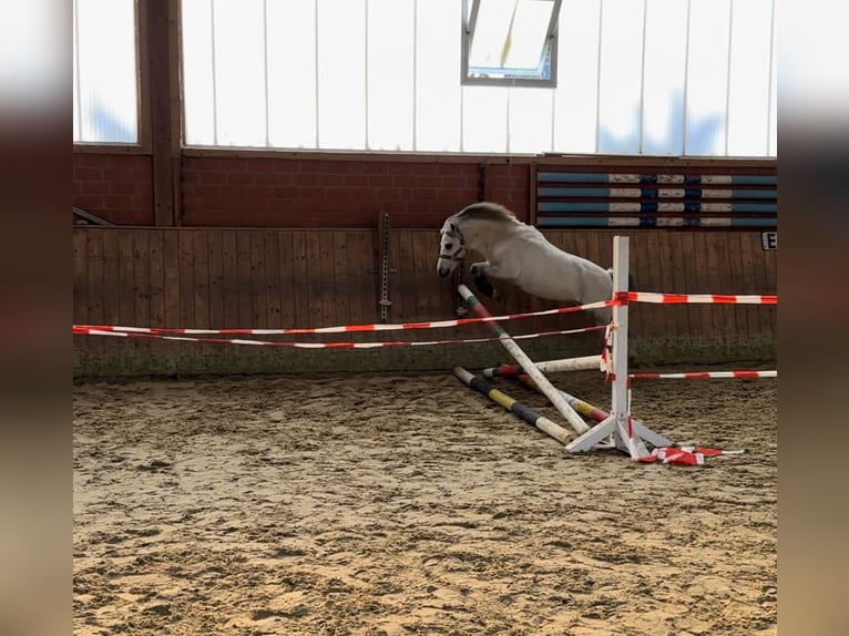 Galés-A Caballo castrado 10 años 119 cm Tordo in Hanstedt