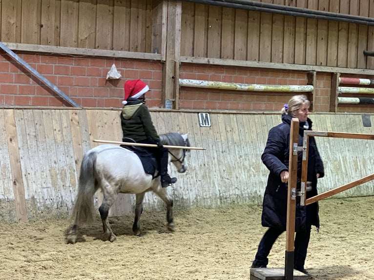 Galés-A Caballo castrado 10 años 119 cm Tordo in Hanstedt