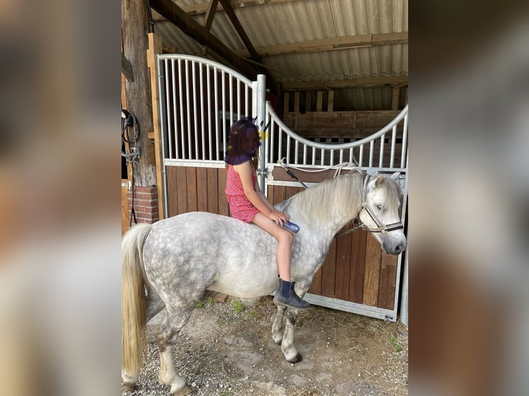 Galés-A Caballo castrado 10 años 119 cm Tordo rodado in Nettetal