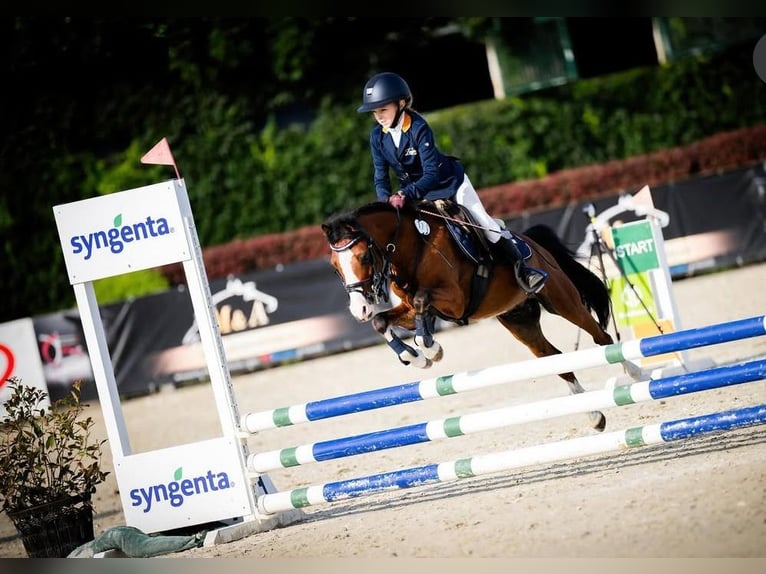 Galés-A Caballo castrado 10 años 122 cm Castaño rojizo in Dobczyce