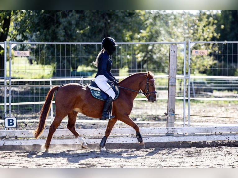Galés-A Caballo castrado 10 años 132 cm Alazán in Gądki