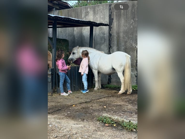 Galés-A Caballo castrado 11 años 111 cm Tordo in Bochum