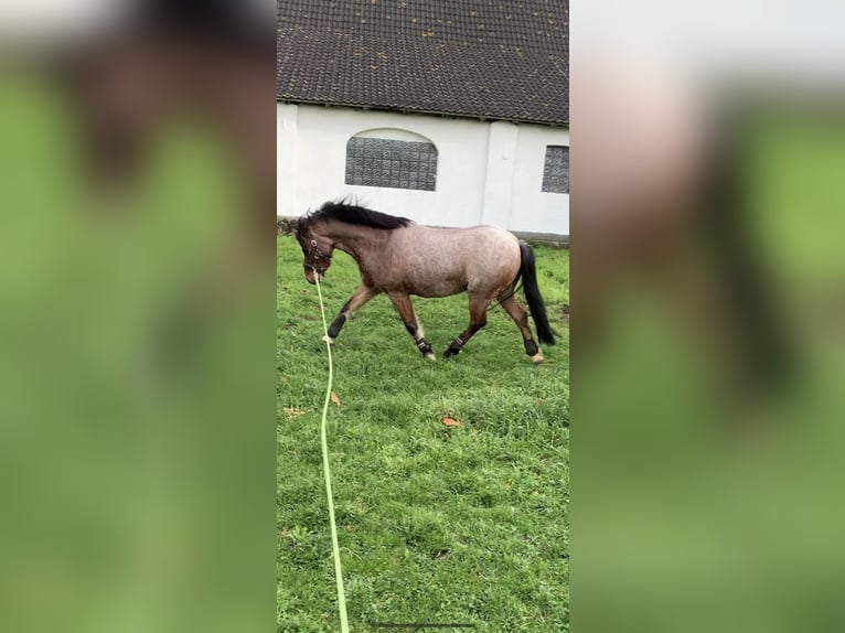 Galés-A Caballo castrado 11 años 117 cm Castaño-ruano in Darscheid