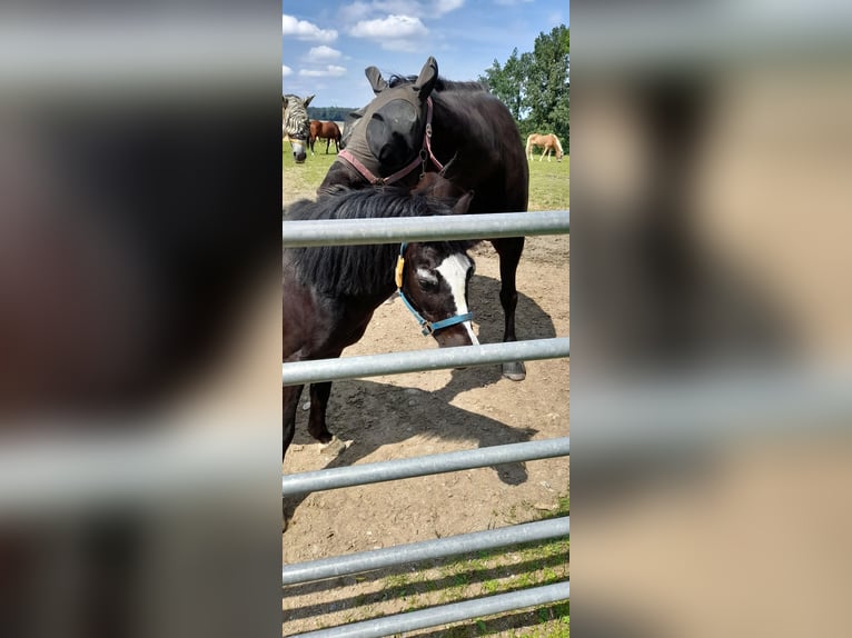 Galés-A Mestizo Caballo castrado 11 años 123 cm Negro in Karlsfeld