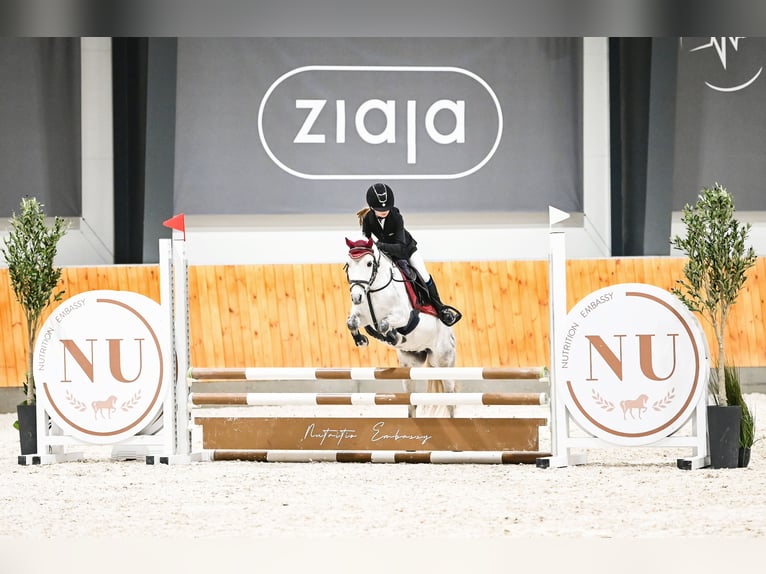 Galés-A Caballo castrado 11 años 123 cm Tordo in Podłęcze