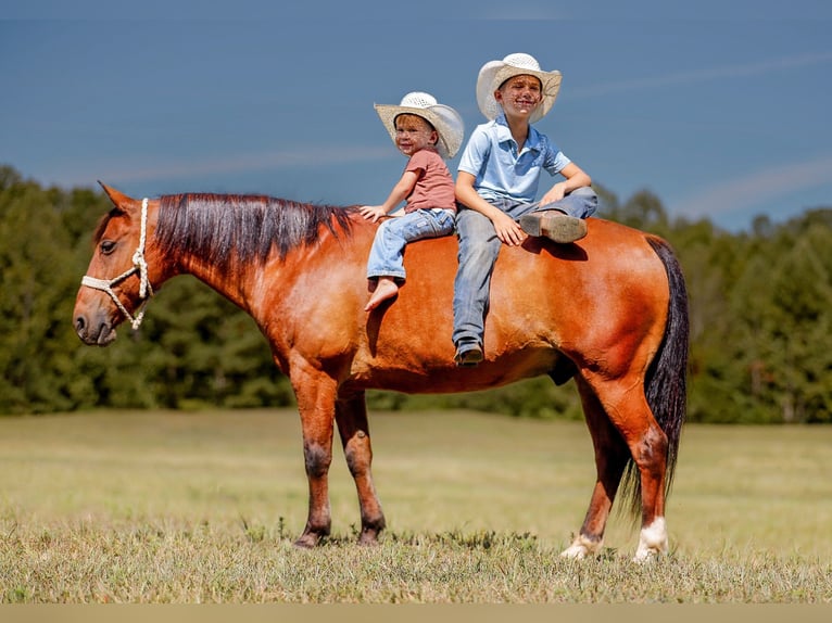 Galés-A Caballo castrado 11 años 127 cm Castaño rojizo in Lyles, TN
