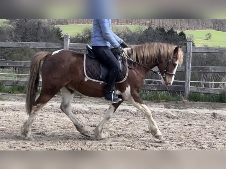 Galés-A Mestizo Caballo castrado 11 años 130 cm Pío in Freisen