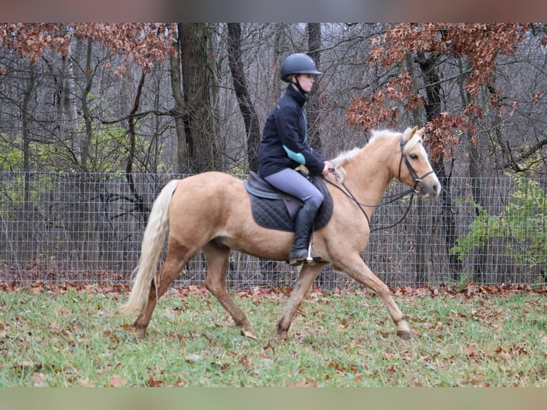 Galés-A Caballo castrado 11 años 135 cm Palomino in Howell, MI