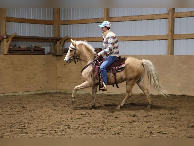 Galés-A Caballo castrado 11 años 135 cm Palomino in Howell, MI