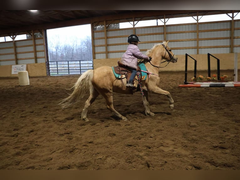 Galés-A Caballo castrado 11 años 135 cm Palomino in Howell, MI