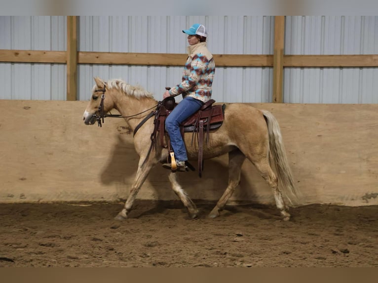 Galés-A Caballo castrado 11 años 135 cm Palomino in Howell, MI