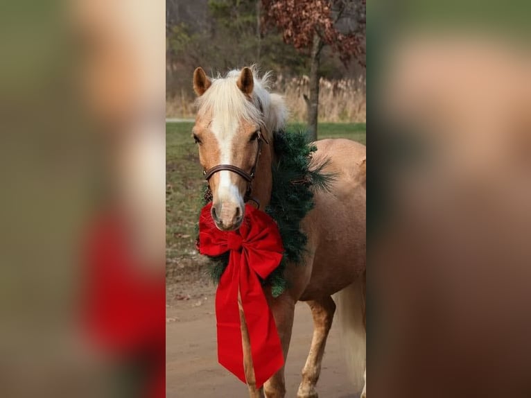 Galés-A Caballo castrado 11 años 135 cm Palomino in Howell, MI