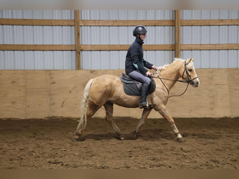 Galés-A Caballo castrado 11 años 135 cm Palomino in Howell, MI