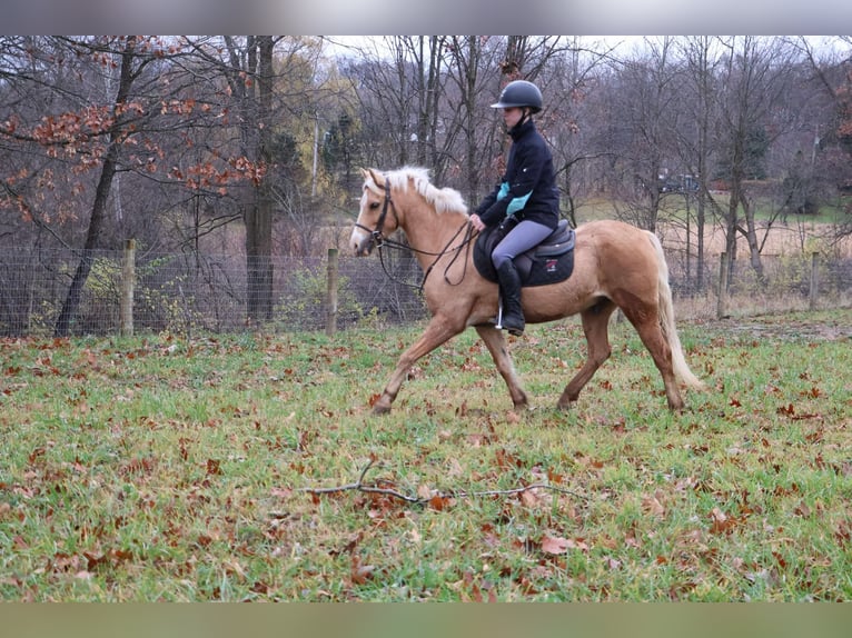 Galés-A Caballo castrado 11 años 135 cm Palomino in Howell, MI