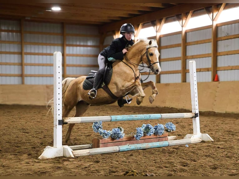 Galés-A Caballo castrado 11 años 135 cm Palomino in Howell, MI