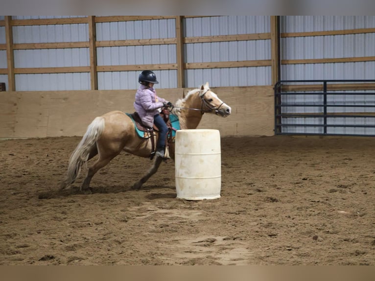 Galés-A Caballo castrado 11 años 135 cm Palomino in Howell, MI