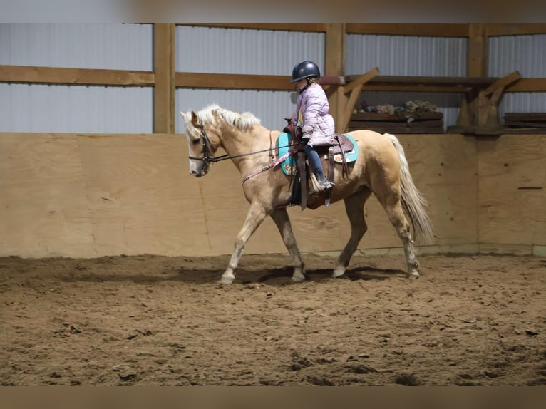 Galés-A Caballo castrado 11 años 135 cm Palomino in Howell, MI