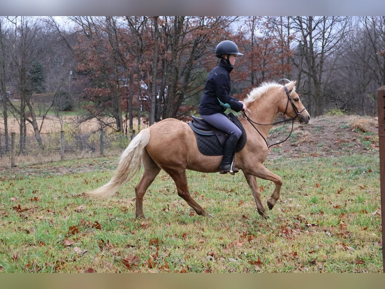 Galés-A Caballo castrado 11 años 135 cm Palomino in Howell, MI