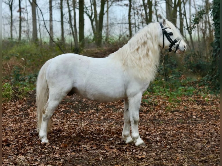 Galés-A Caballo castrado 12 años 116 cm Tordo in Halle