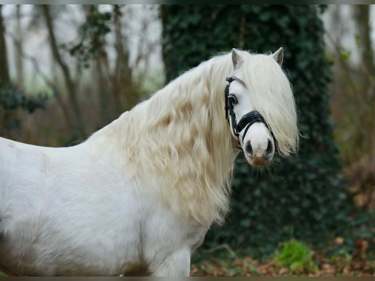 Galés-A Caballo castrado 12 años 116 cm Tordo in Halle