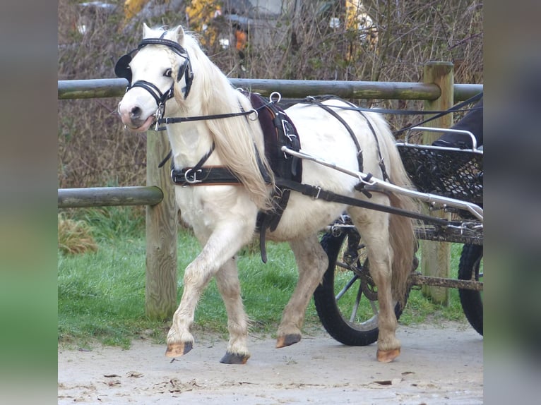 Galés-A Caballo castrado 12 años 116 cm Tordo in Halle