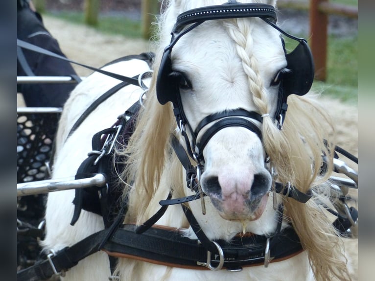 Galés-A Caballo castrado 12 años 116 cm Tordo in Halle