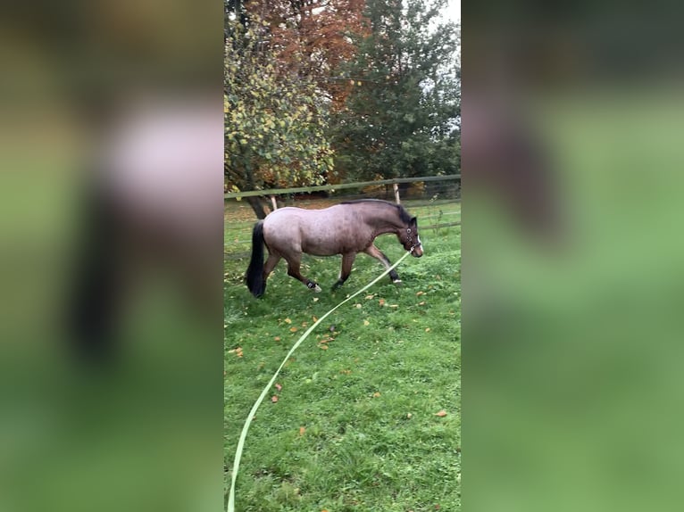 Galés-A Caballo castrado 12 años 117 cm Castaño-ruano in Darscheid