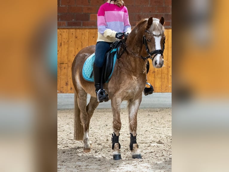 Galés-A Caballo castrado 12 años 120 cm Tordo in Neuenkirchen