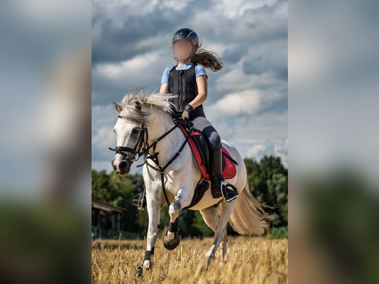 Galés-A Caballo castrado 12 años 120 cm Tordo in Neuenkirchen