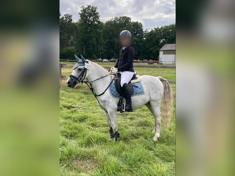 Galés-A Caballo castrado 12 años 120 cm Tordo in Neuenkirchen