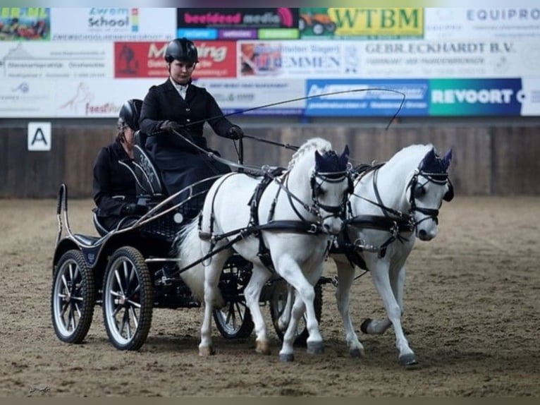 Galés-A Caballo castrado 12 años 121 cm Tordo in Opende