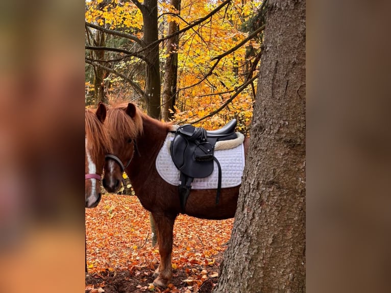 Galés-A Mestizo Caballo castrado 12 años 122 cm Alazán in St. Aegyd am Neuwalde