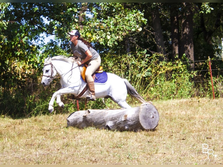 Galés-A Caballo castrado 12 años 122 cm Tordo in Moutain Grove MO