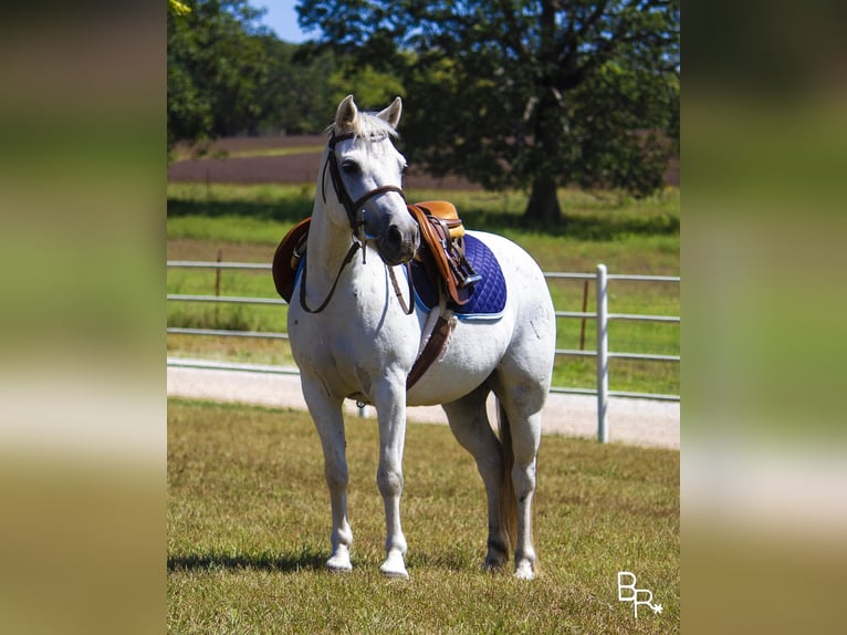 Galés-A Caballo castrado 12 años 122 cm Tordo in Moutain Grove MO